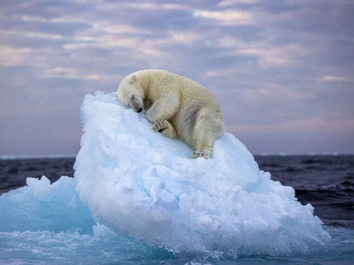 Ice Bed. Winner, People’s Choice Award. A polar bear carves out a bed from a small iceberg before drifting off to sleep in the Far North, off Norway’s Svalbard archipelago.