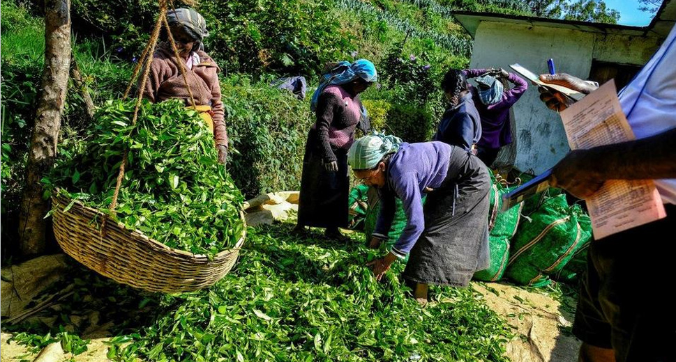 වතු කම්කරු වැටුප් වැඩි කිරීමට එරෙහි පෙත්සම සලකා බලන්න දින දෙයි